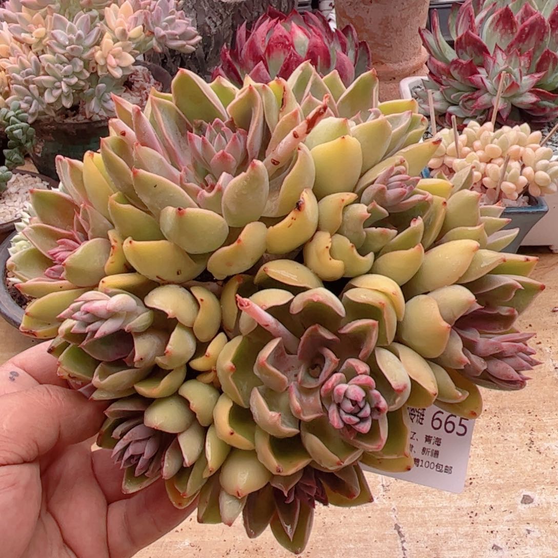 308紫气东来德华多肉