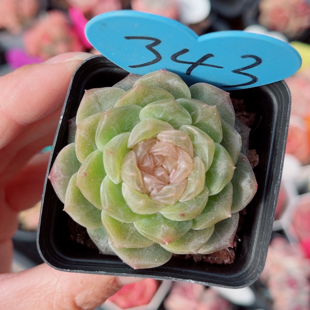 343号新品珍妮单头