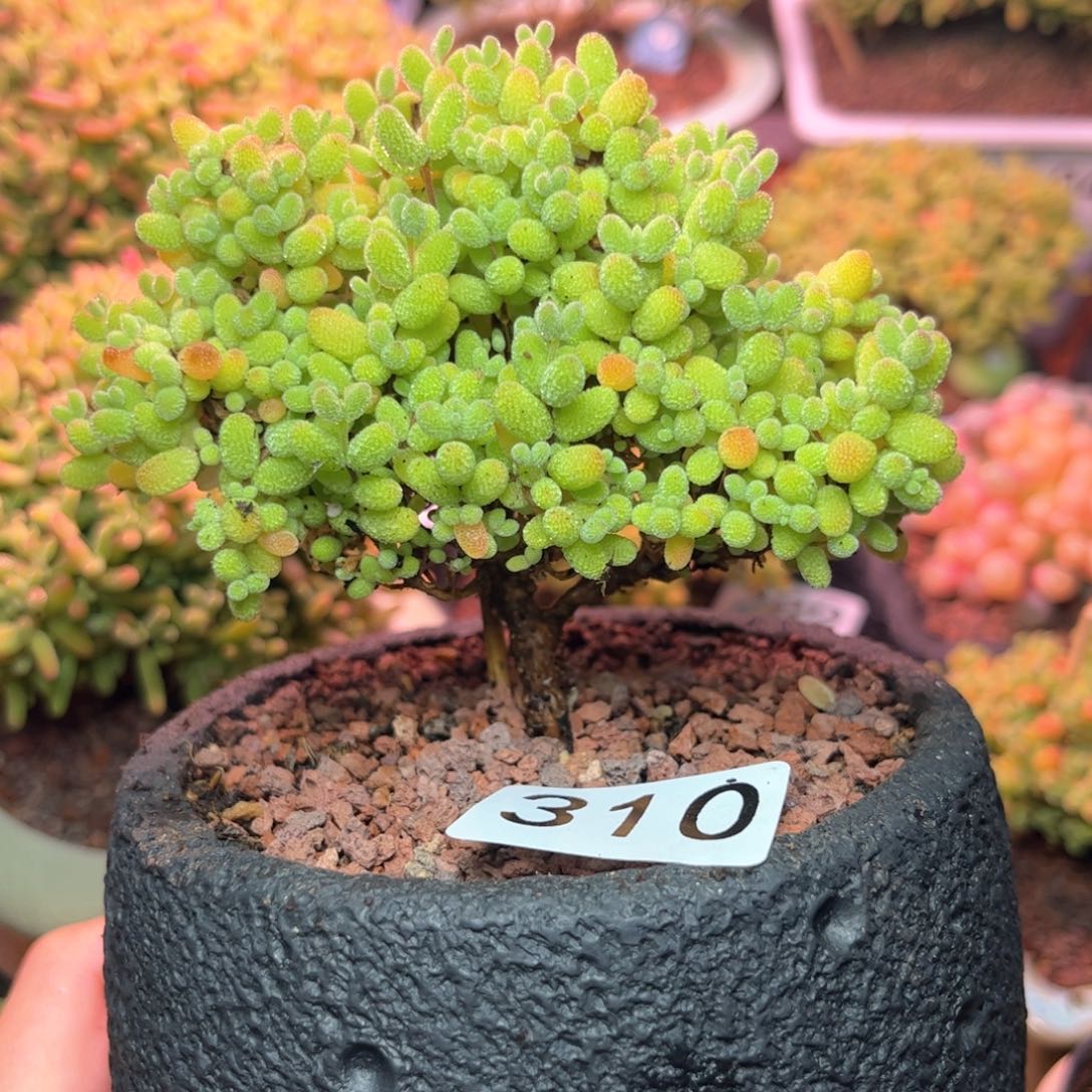 310金橘老桩可爱多肉植物