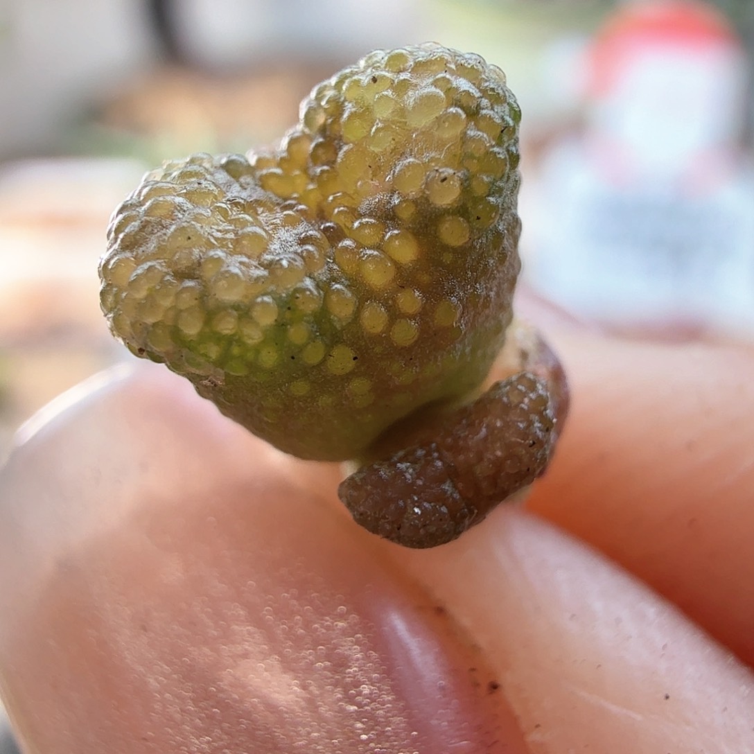 2.1.123/双头泡泡勋章新头