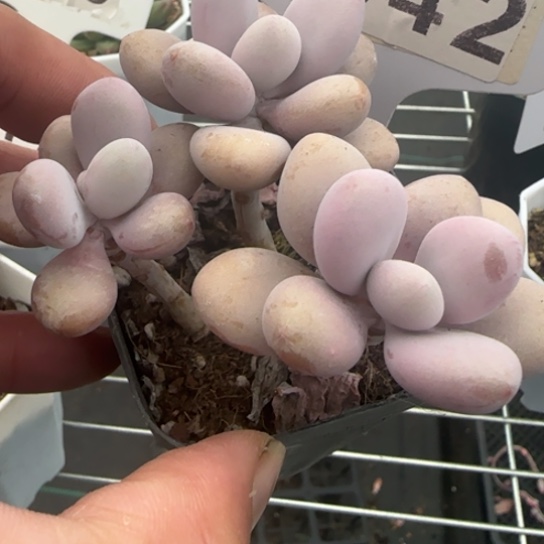 42桃蛋一物一拍多肉