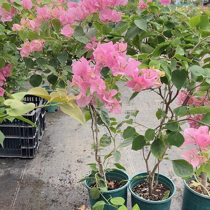 当前无花栽培后可以开花红粉佳人一颗