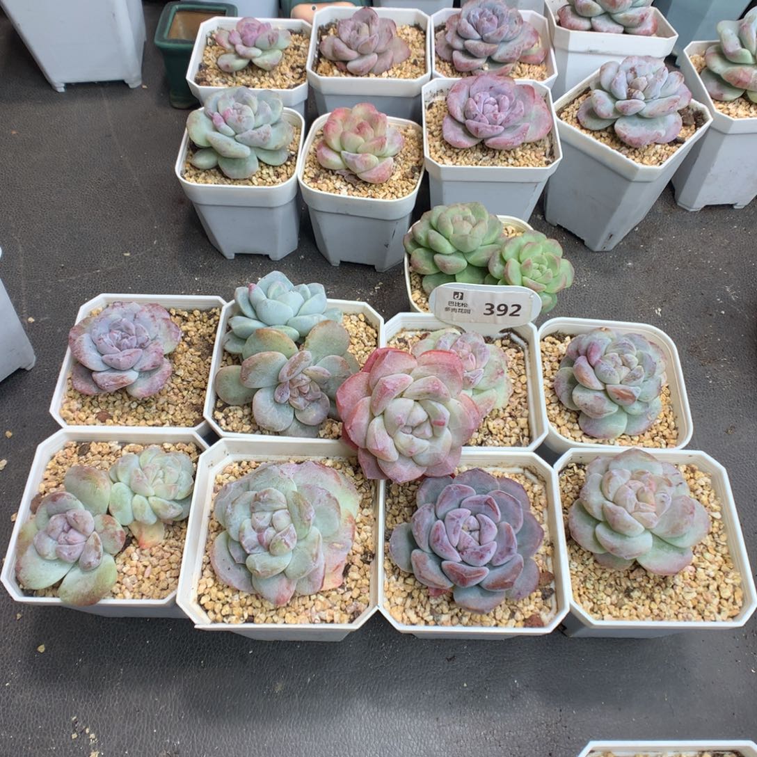 羊***咩392冰玉石化多肉植物