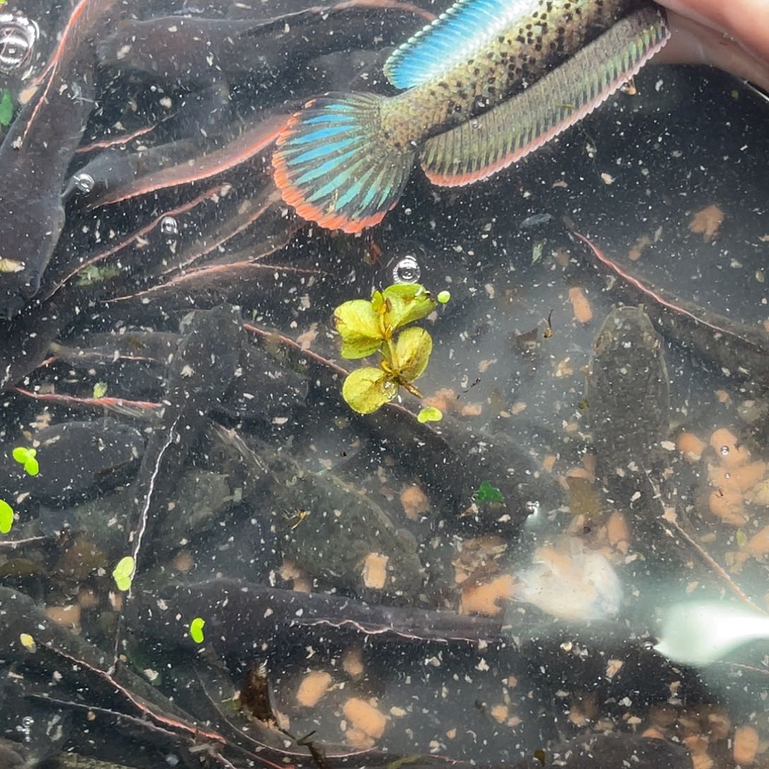 J***慌雷龙鱼79号111111111111