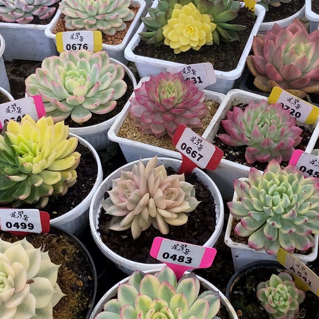 保温箱可口可乐了