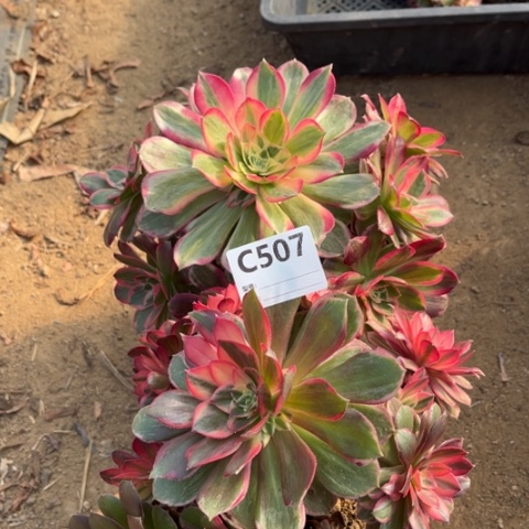 多肉植物玉芙蓉黑魔锦