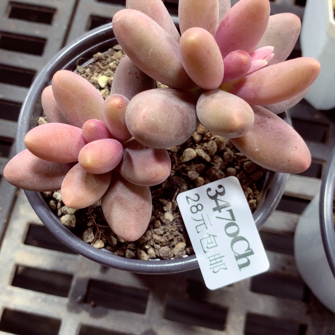 5厘米盆精控多肉3470