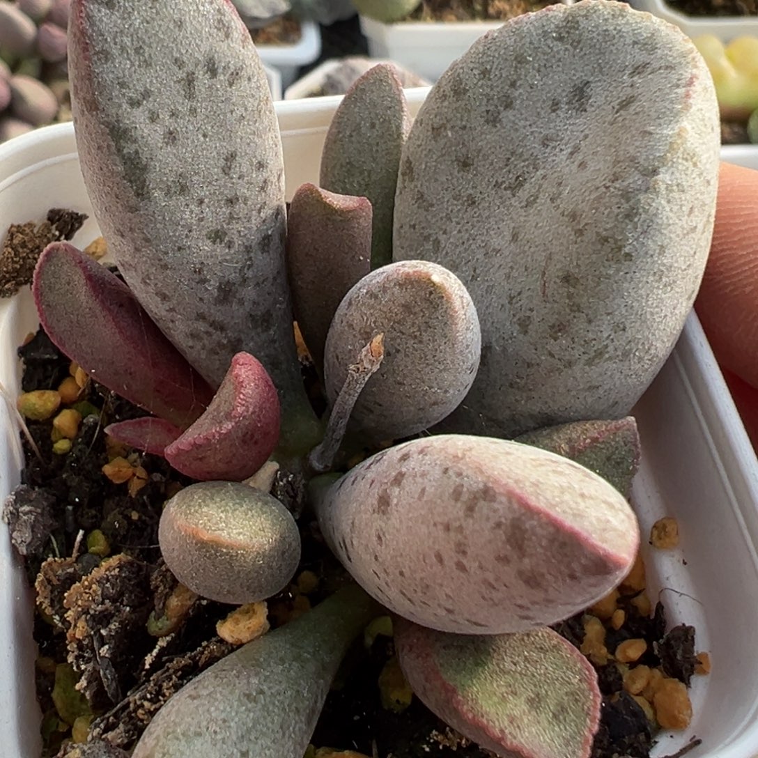 花斑大型厚粉斑点新品多肉植物水泡