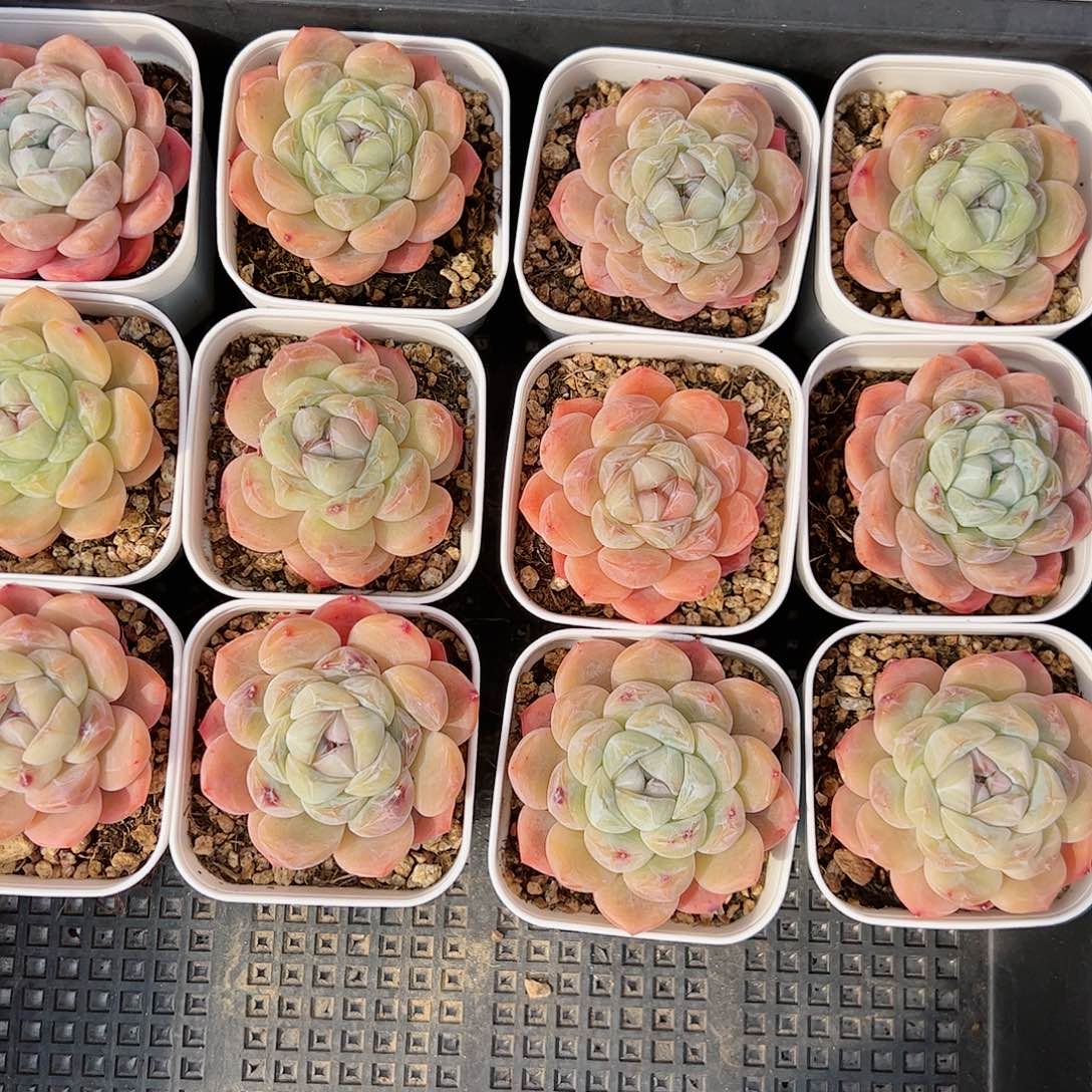 多肉植物单头干冰