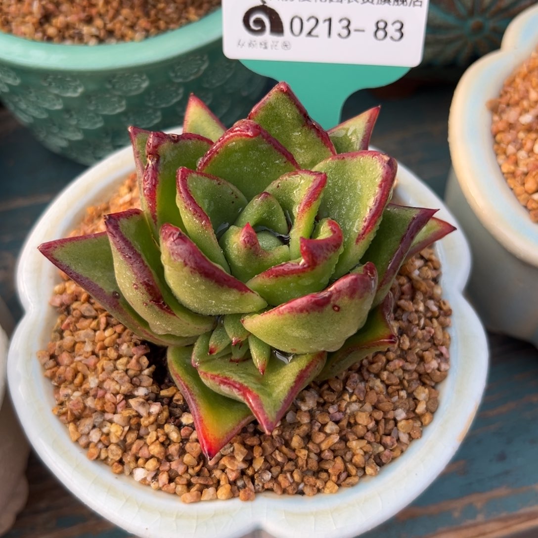 多肉一物一拍0213-83凤凰变异