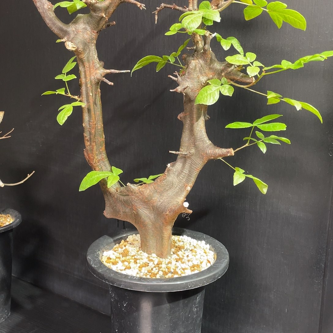 米尔德橄榄老家熟桩养定