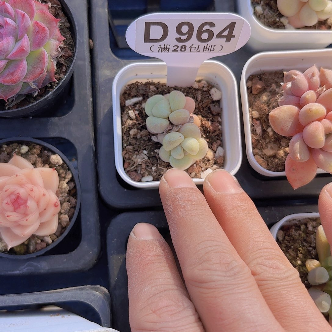 D964泡泡糖一物一拍