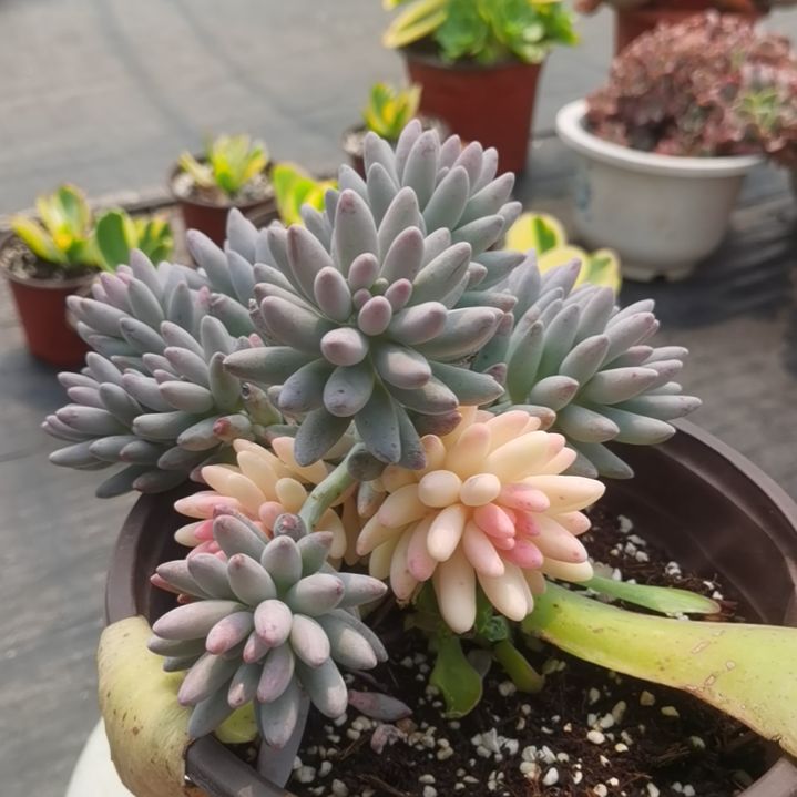 婴儿手指白覆轮锦（捌下来发货）