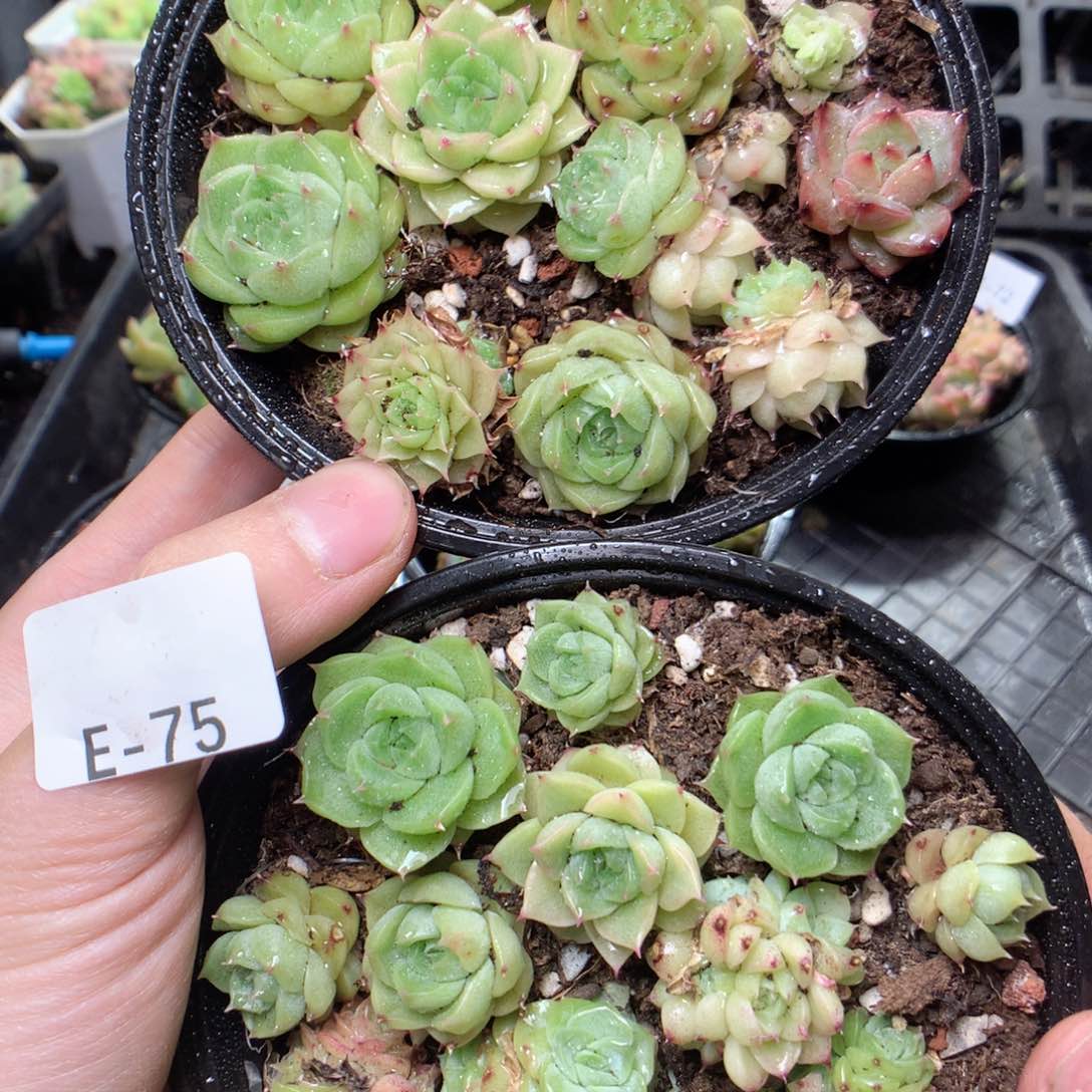 无花朵E75呕呕舅舅舅舅舅舅