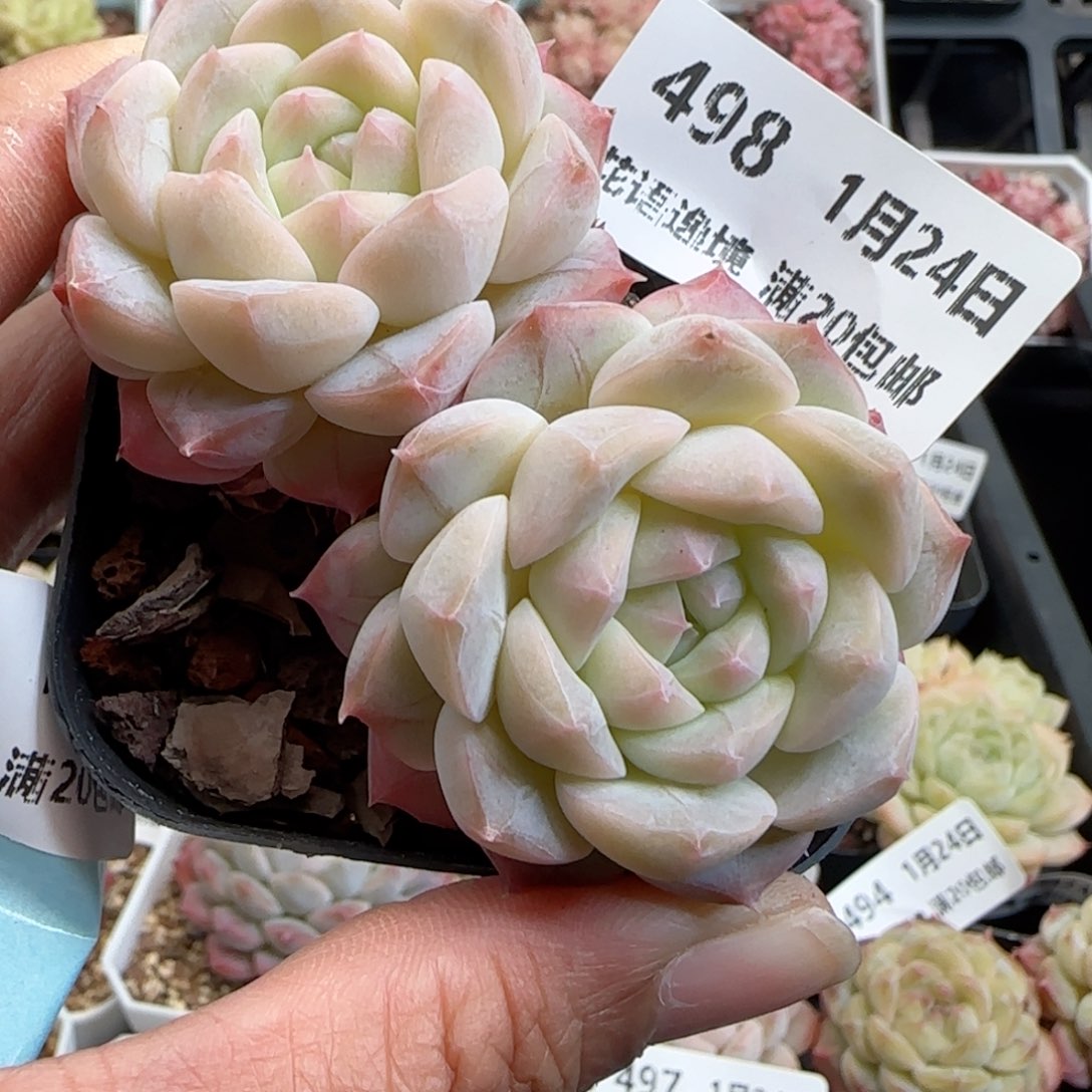 花语逸境0124-498