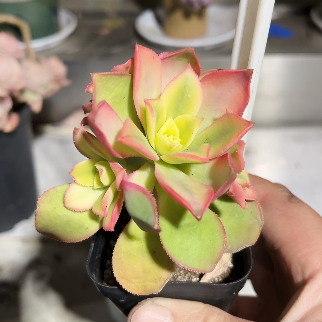 艳日灰法师多肉植物