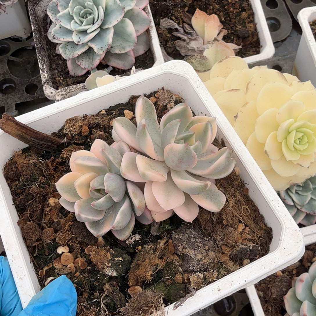 红粉佳人锦底座，介意慎拍