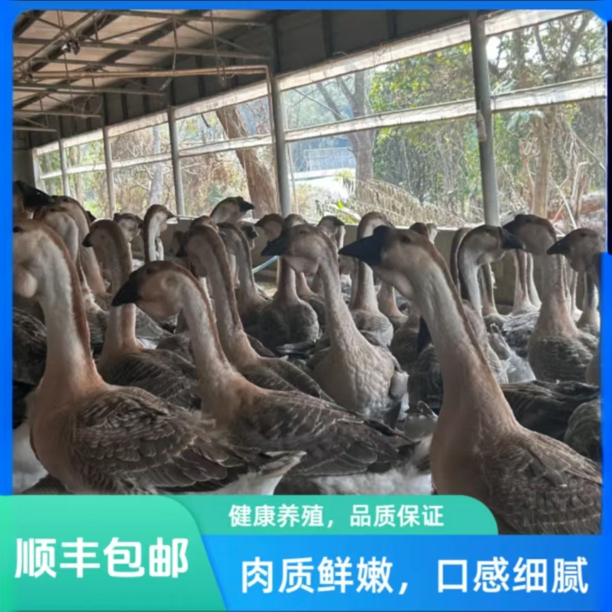 特大狮头鹅鹅肉预包装