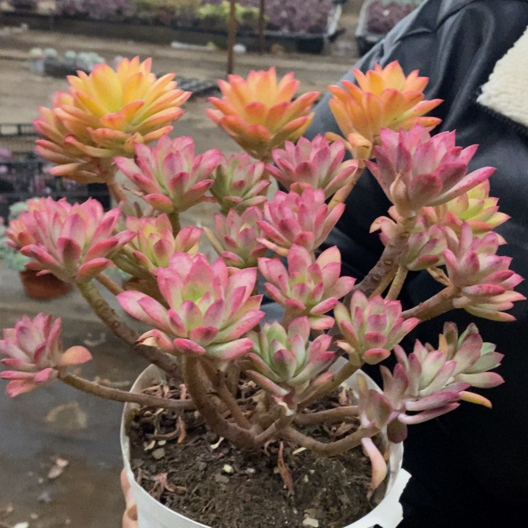 小叮当锦整桩无砍大盆