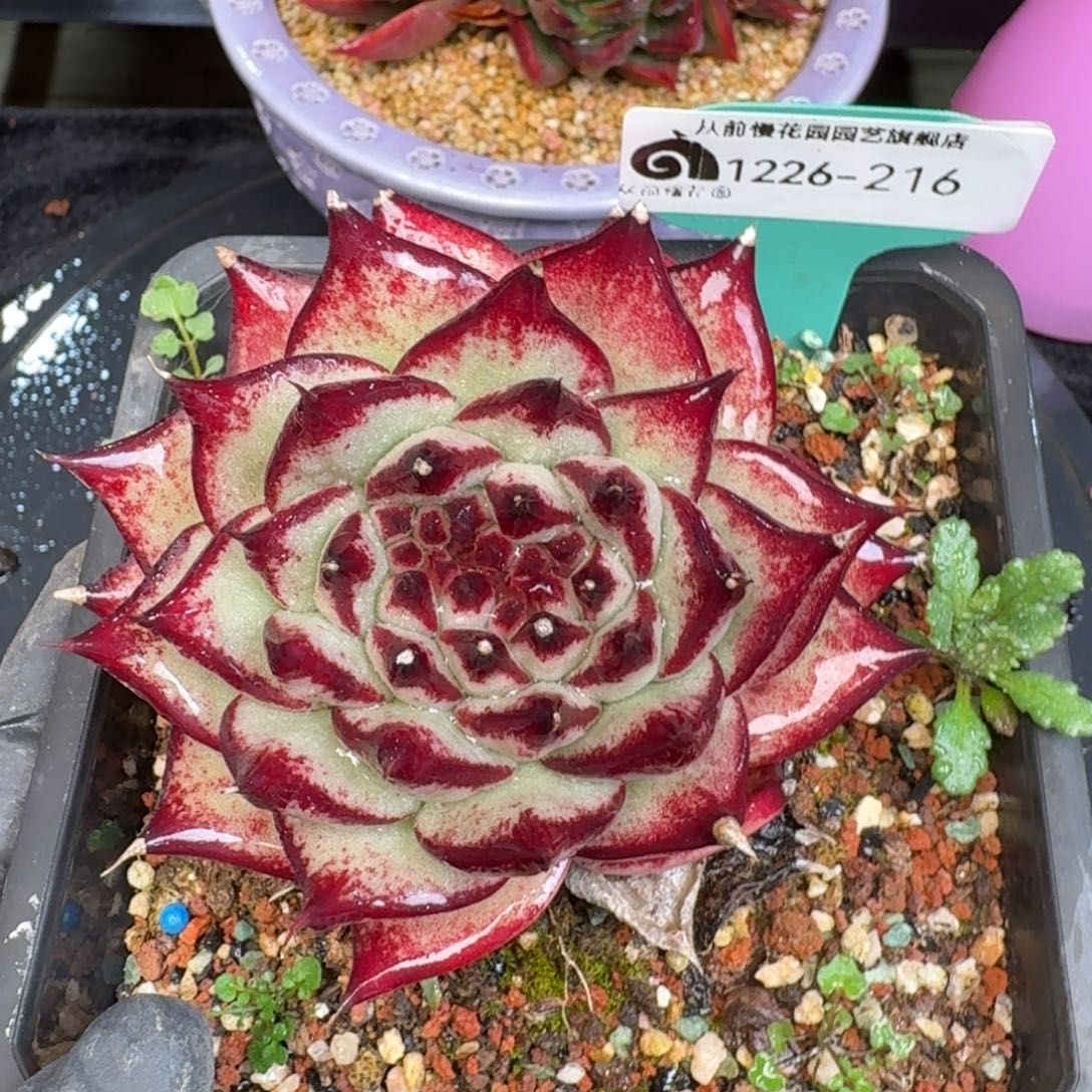 从前慢多肉精选编号1226.216