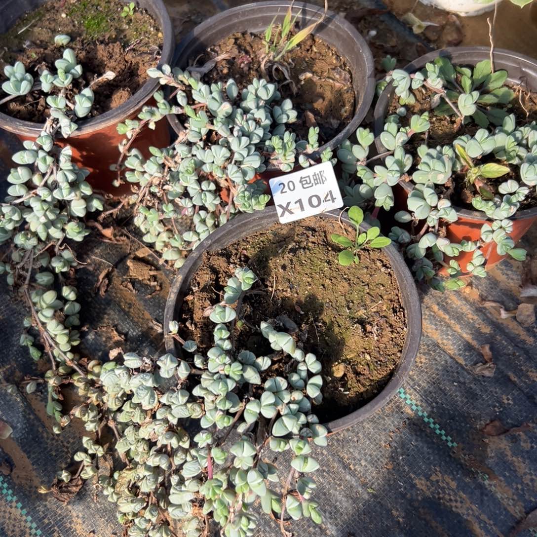 风***子4颗组合，多肉法师