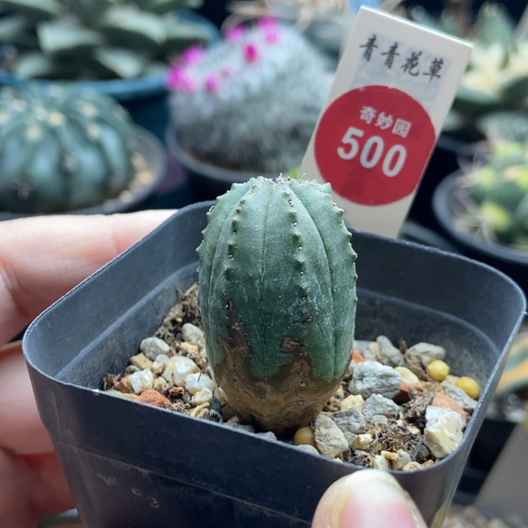 实生老斑布纹球一棵