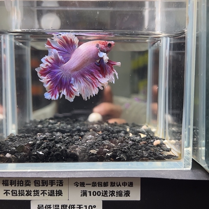 斗鱼竞拍跑单拉黑13日7