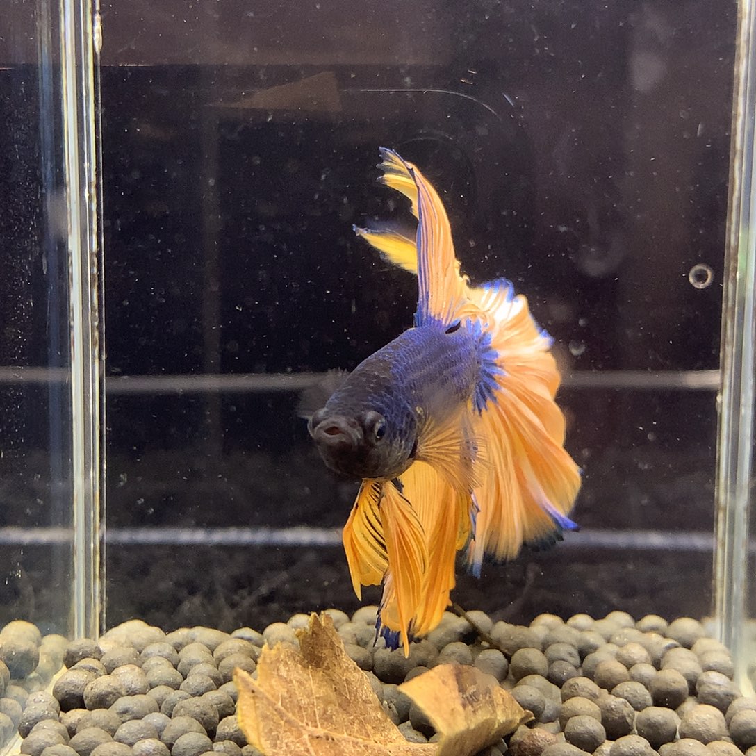 斗鱼七弟泰国斗鱼532