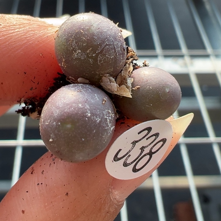 338号满30包邮111111，