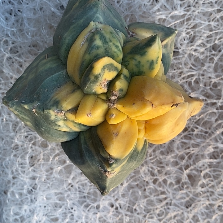 肉***迷专拍鸾锦无根哈哈