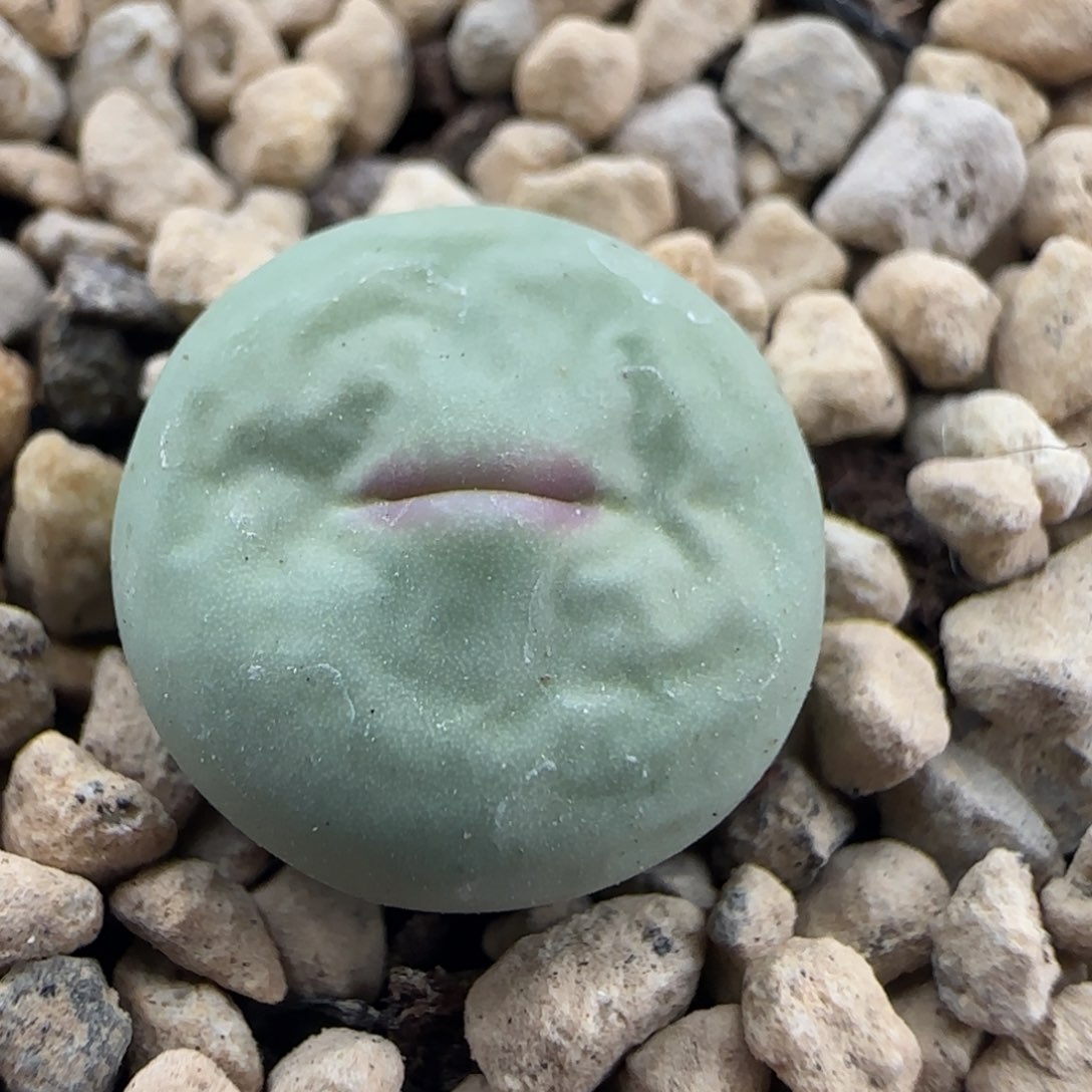 红嘴精品多肉性感嘟嘟嘴49号