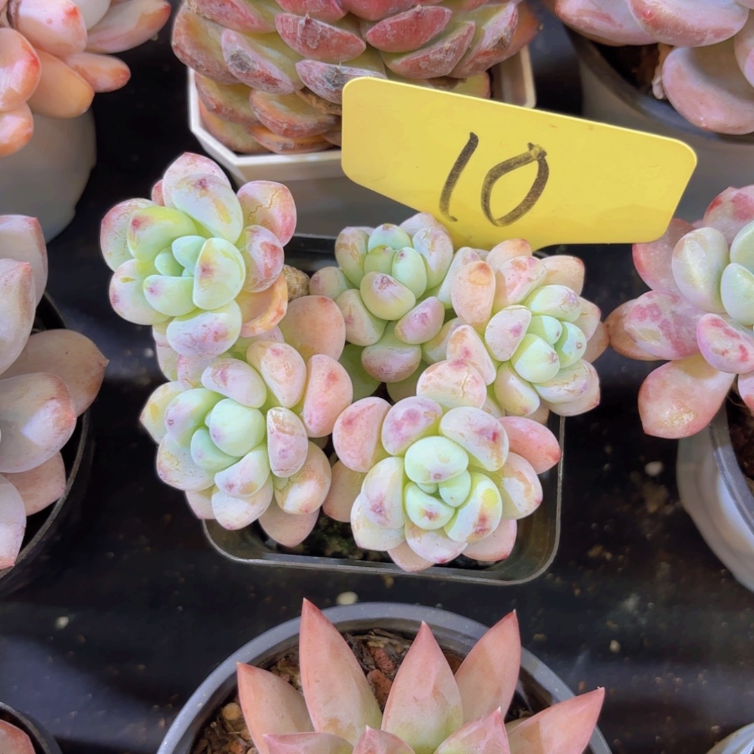 徐***菜云南金致精品多肉