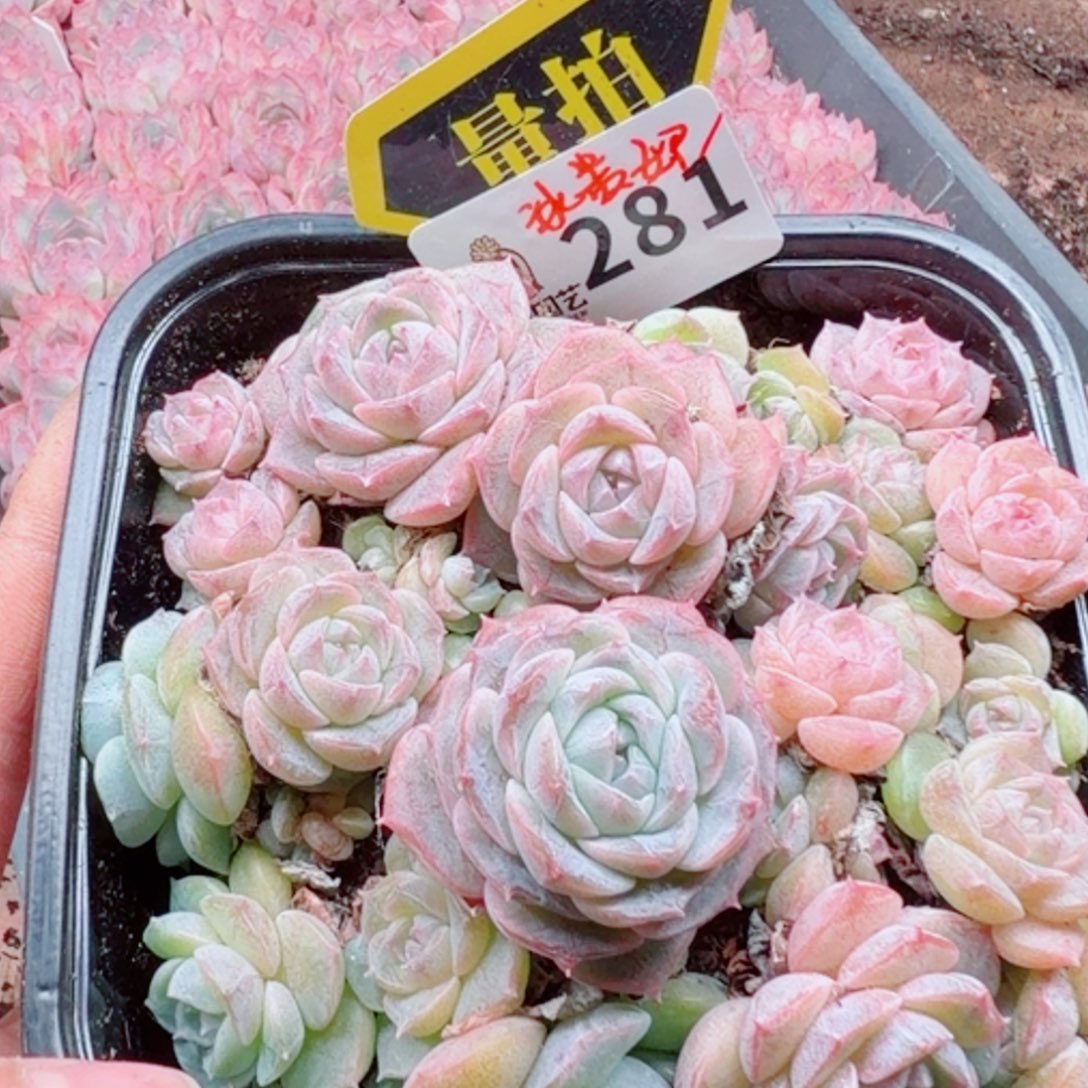 多肉植物多肉植物
