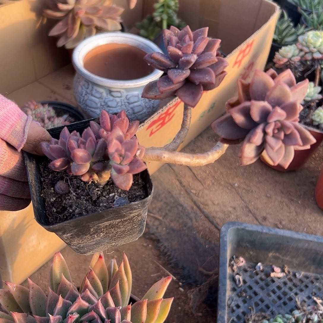 多肉植物基隆月群