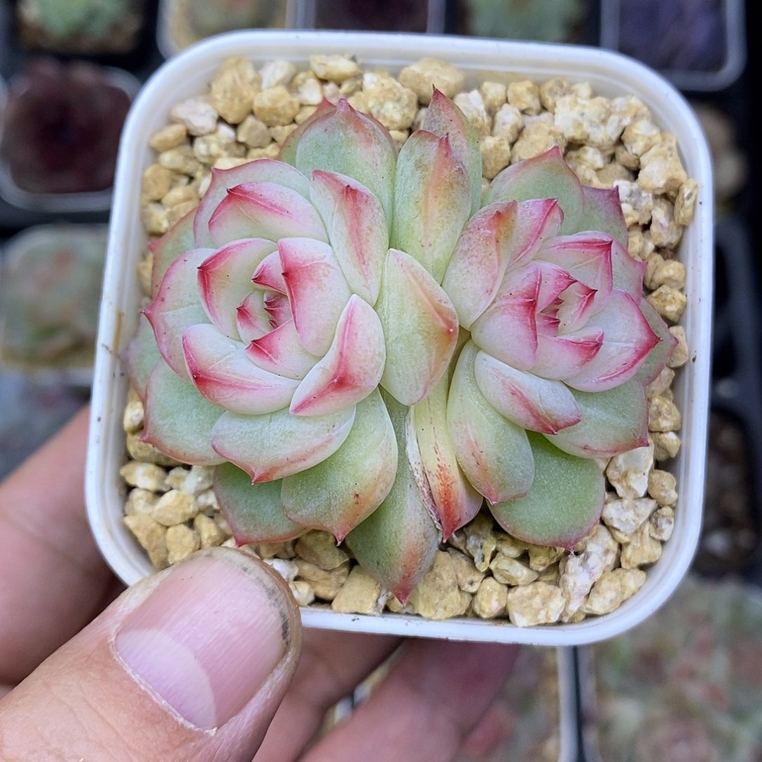 玉笛6.5厘米盆多肉植物