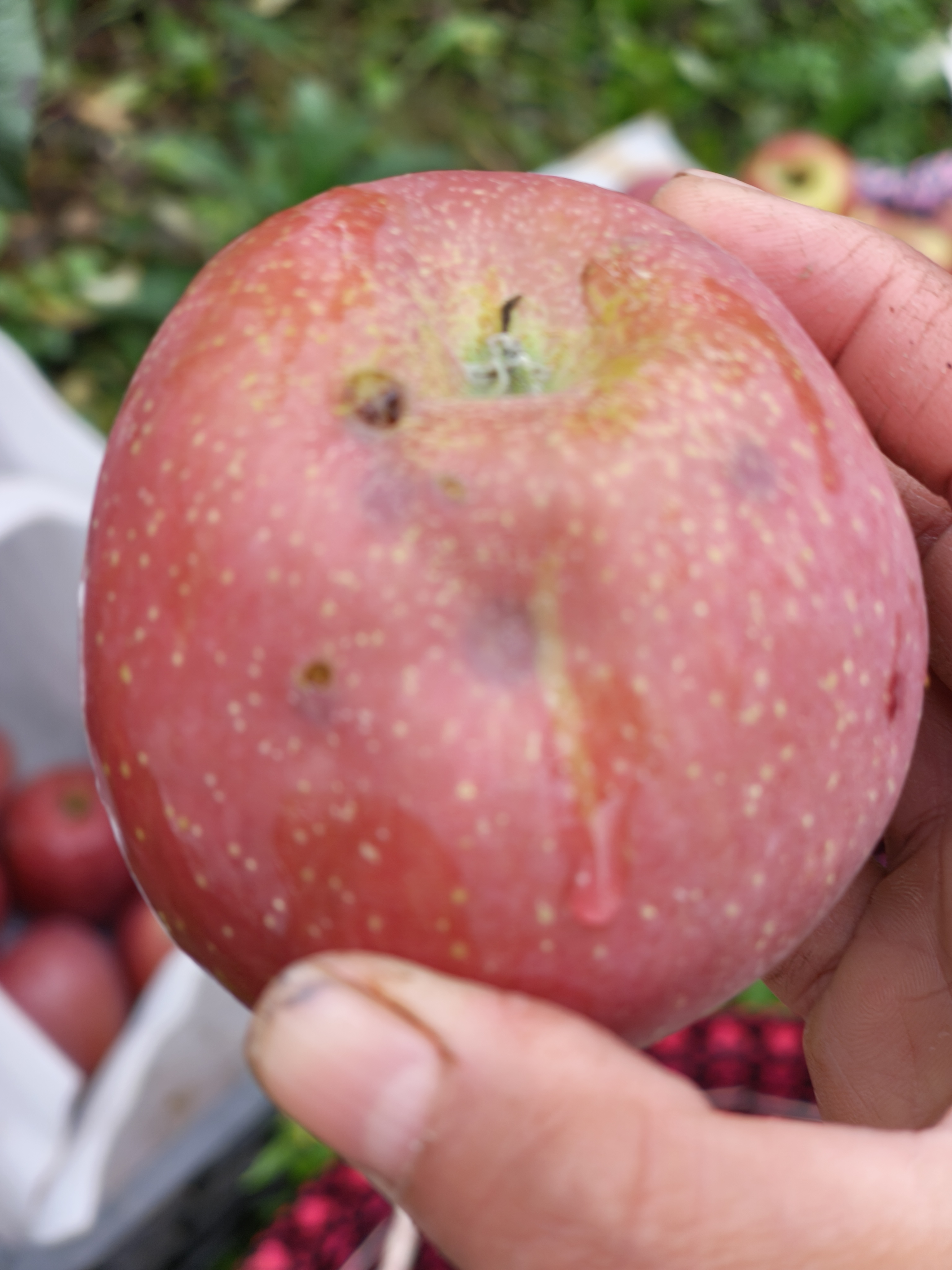 瑕疵宝宝果冰糖心丑苹果脆甜多汁