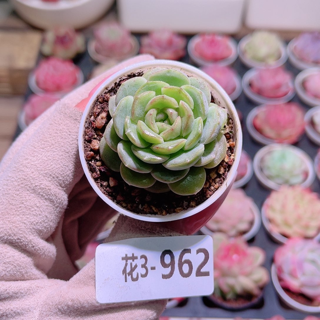 花利美3-962新品