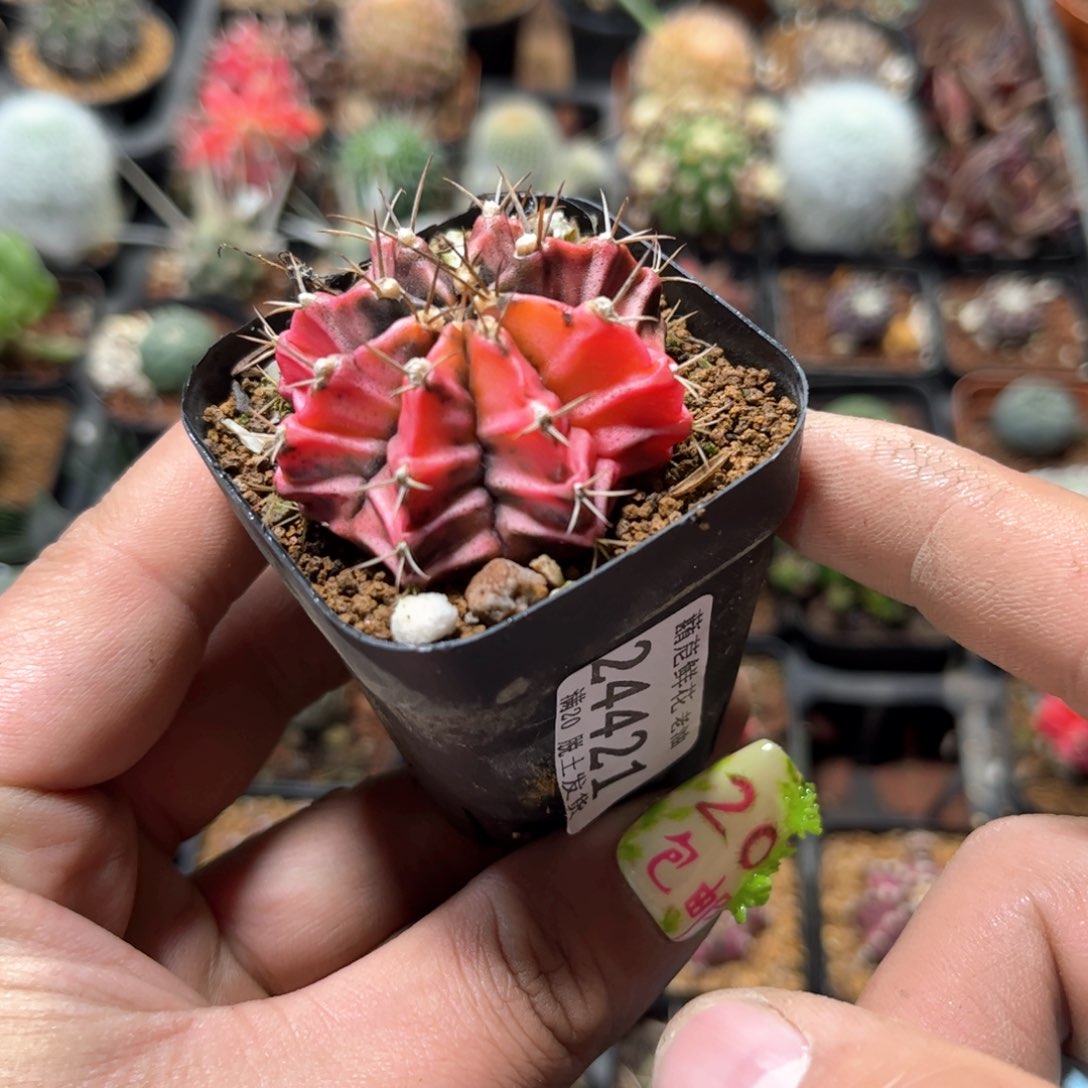 ?*✜24421一物一拍单头发货