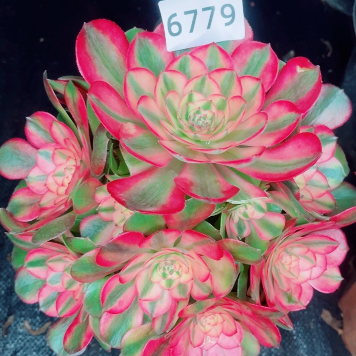 荔枝多肉发货发货