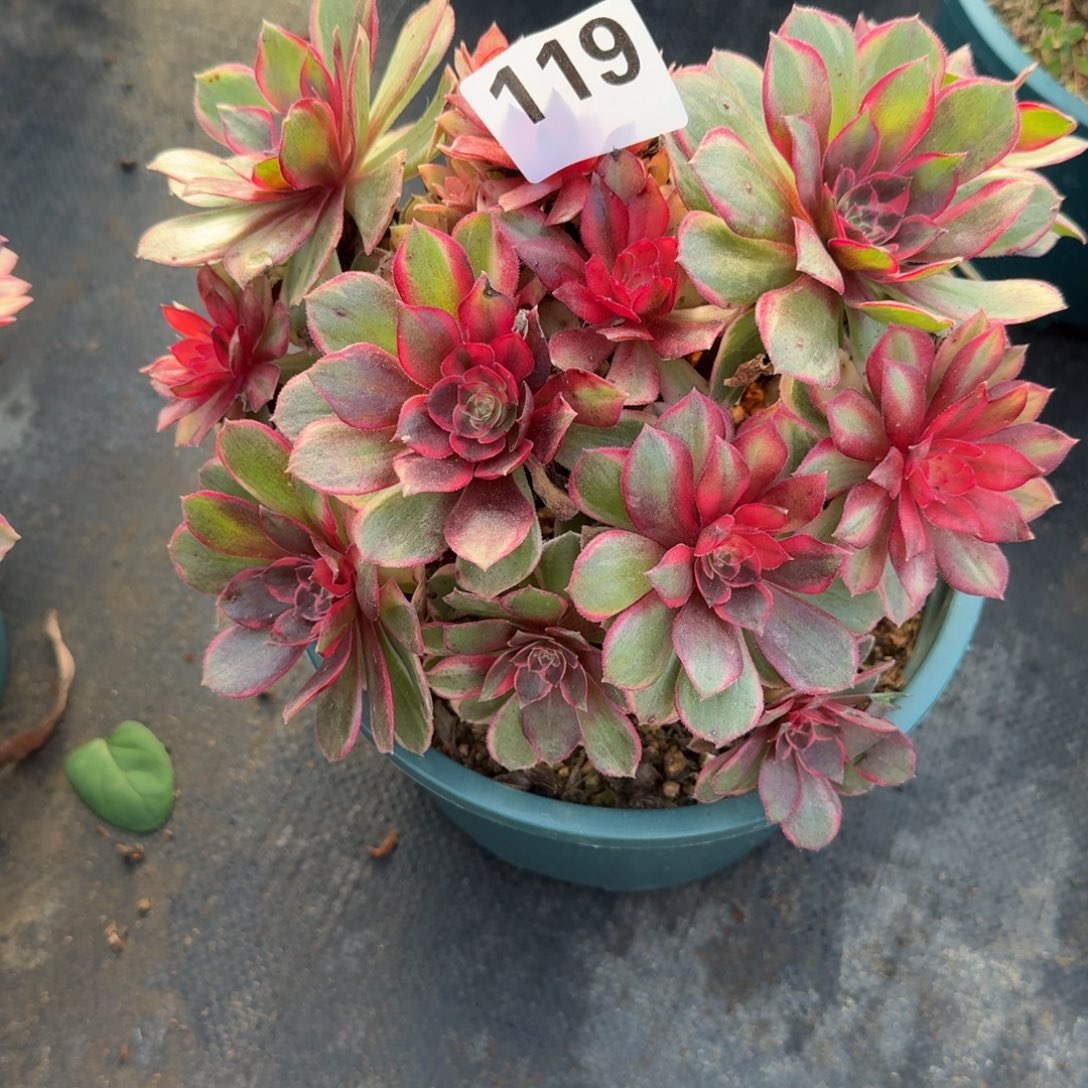 119组合多肉植物老庄