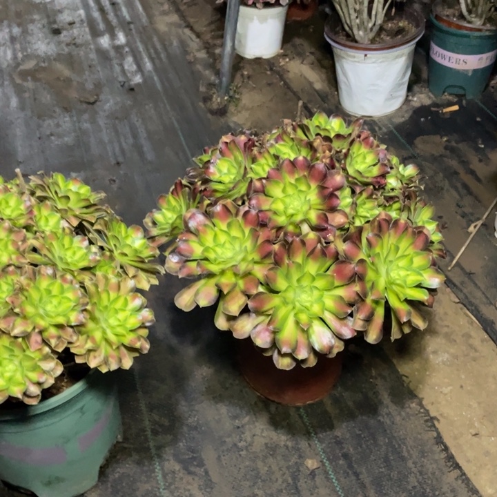 11多肉植物多肉植物多肉