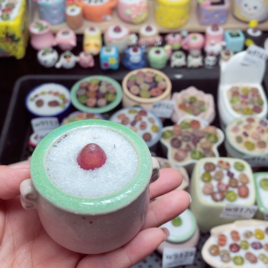 w9177 -带盆土发货，零下地区拍保温箱