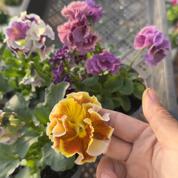 无花朵L281三棵角堇小苗一物一拍苗晃