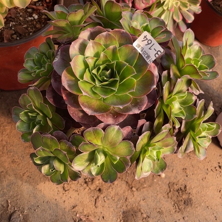 164魅金玫瑰多肉12344678多肉