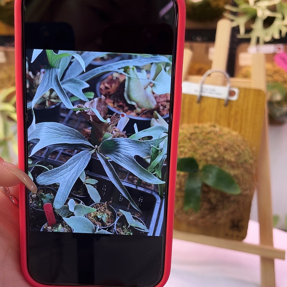 nook 银白猫路易斯 白牌特选