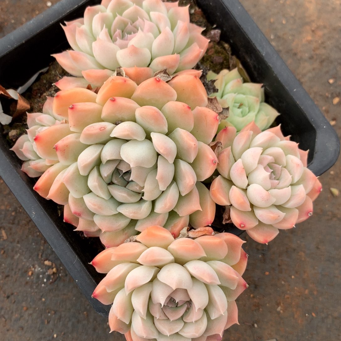 1041杂交精品基地14厘米