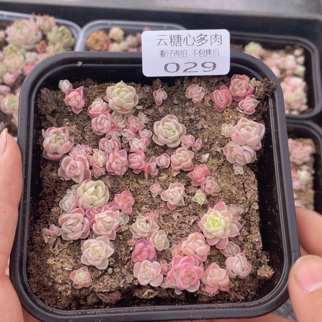 云糖心多肉植物29