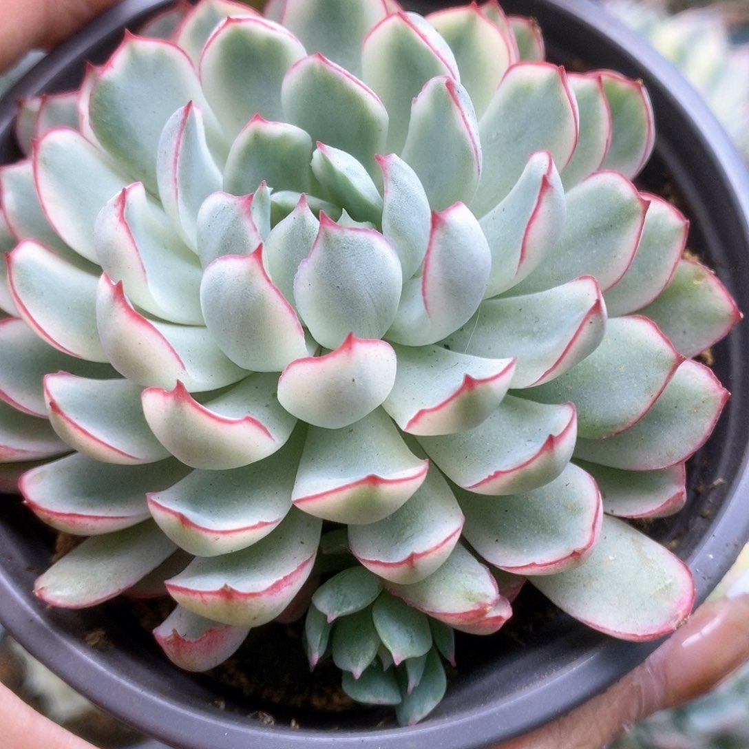 186白覆轮梦幻玫瑰锦