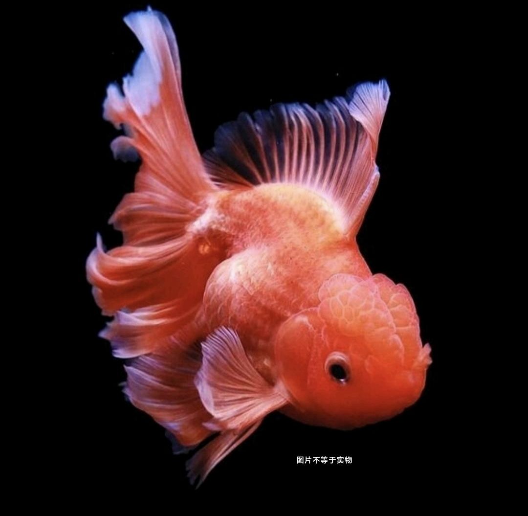 好养冷水淡水金鱼观赏鱼收到货要录完整开箱视频无视频不售后