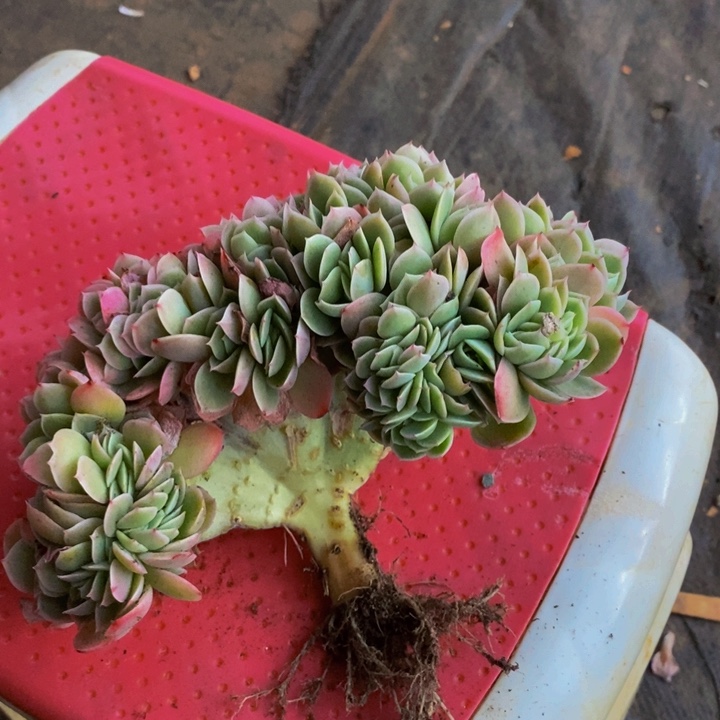 在家闲不住也可以